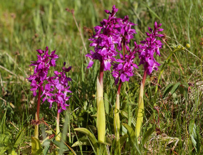 Mannetjesorchis, Orchis mascula ssp. mascula (early purple)