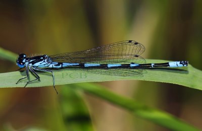 Coenagrion pulchellum, variabele juffer