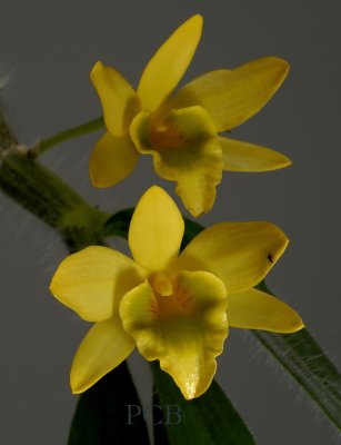 Dendrobium senile, Ueang Chani, flowers 3 cm
