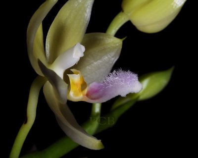 Phalaenopsis florensis, flower 4 cm