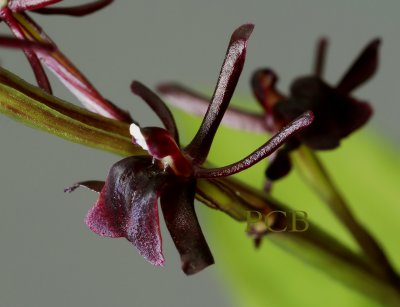 Liparis nervosa,   flower  1 cm
