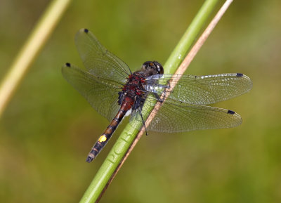 Gevlekte witsnuitlibel, Leucorrhinia pectoralis