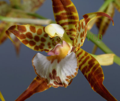 Odontoglossum cordatum, close