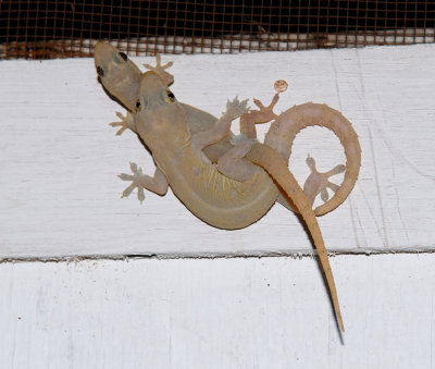 Spiny-tailed House Geckos