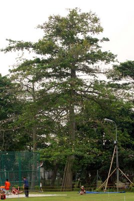 Kapok tree in the school grounds