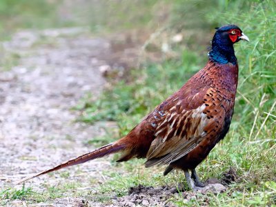 Pheasant