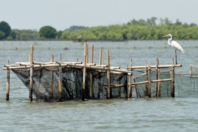 Fish trap