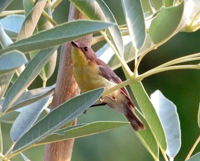 Golden-bellied Gerygone - common name Flyeater