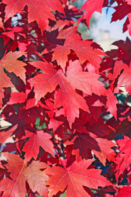 October 2nd - Morning leaves