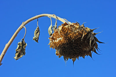 October 23rd - sunflower remnants