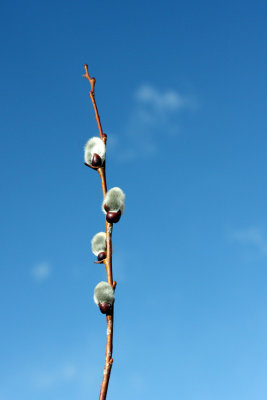 March 6th, 2009 - The willow is flowering
