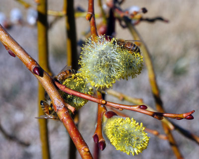 March 8th, 2009 - Bees that are very happy my willow is flowering.