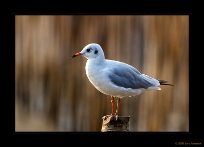 Gulls & Terns