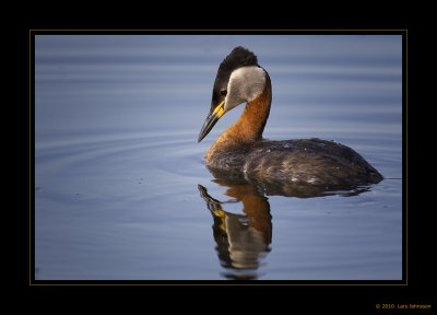 Red-necked Grebe 2010