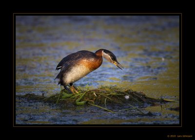 Red-necked Grebe II   2010