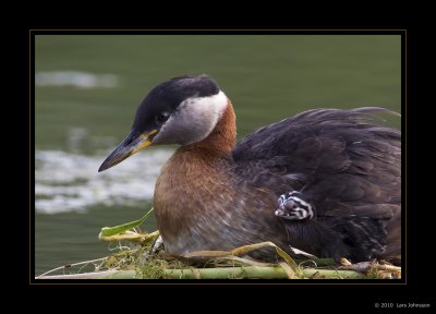 Red-necked Grebe & Chick 2010