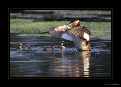 Red-necked Grebe & Chick II 2010