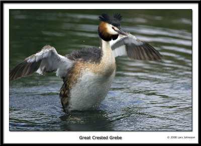 Great Crested Grebe 2007 Part I