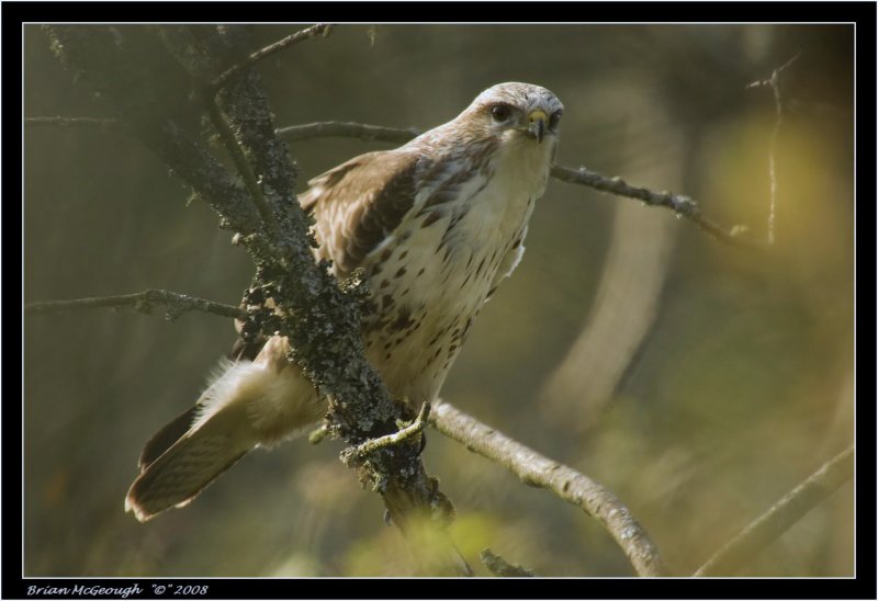 buzzard.jpg