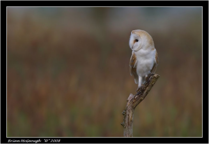 barn owl.jpg