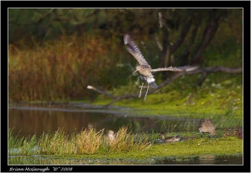 curlew landing.jpg