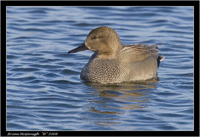 gadwall.jpg