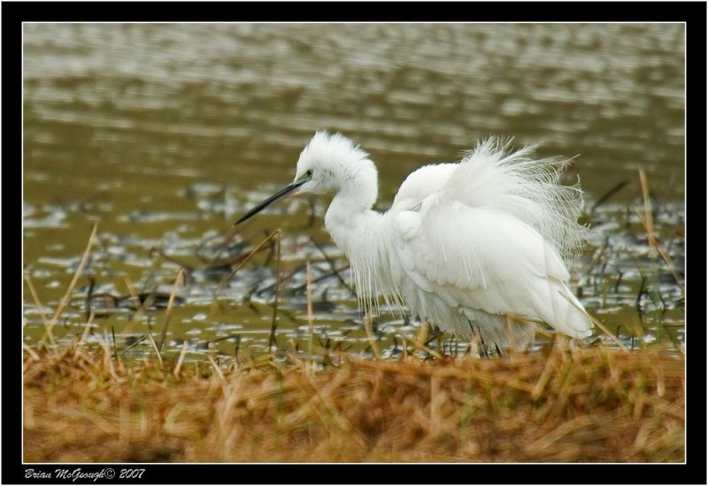 egret.jpg