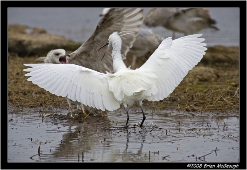 Little egret