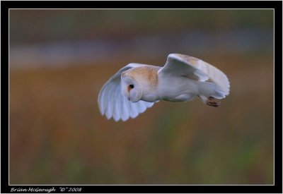 barn owl flight.jpg