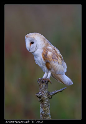 Barn Owl.jpg