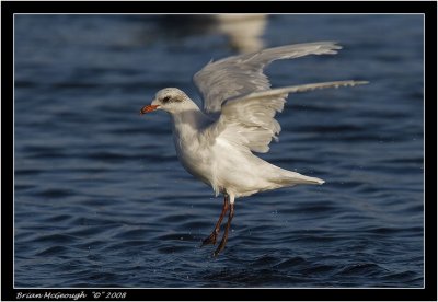 med gull 2.jpg