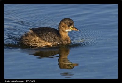 Little Grebe.jpg