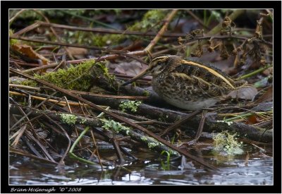 jack snipe