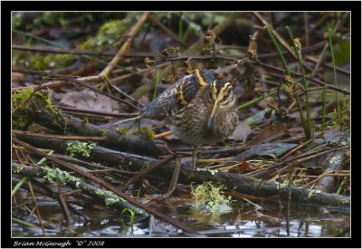 jack snipe