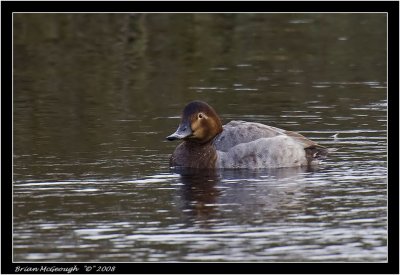 Pochard