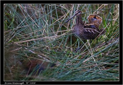 Water Rail_ Snipe