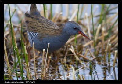 Water Rail