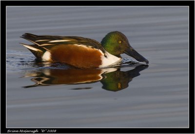 Shoveler