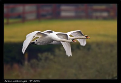 swan flight.jpg