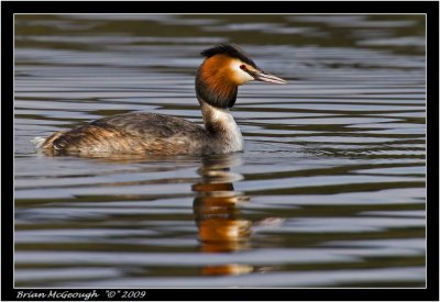 Great Crested Grebe