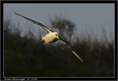 fulmar 2.jpg