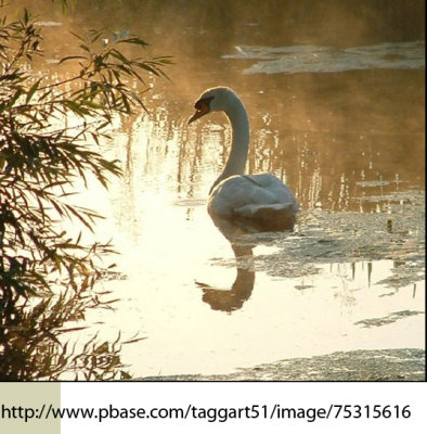 Lone Swan image