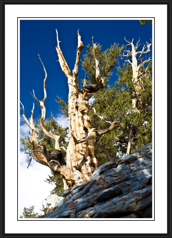 Ancient Bristlecone Pine Forest