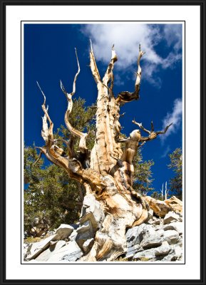 Ancient Bristlecone Pine Forest