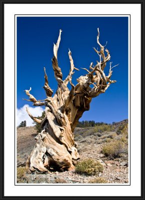 Southwest: Ancient  Bristlecone Pine