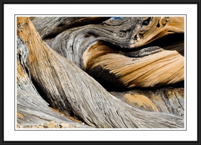 Ancient Bristlecone Pine Forest