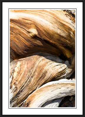 Ancient Bristlecone Pine Forest