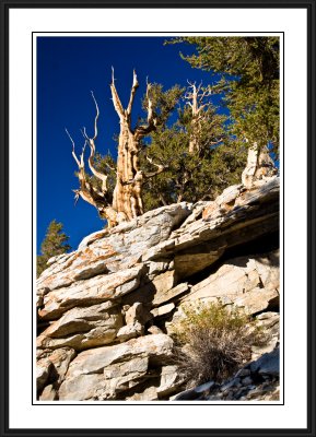 Ancient Bristlecone Pine Forest