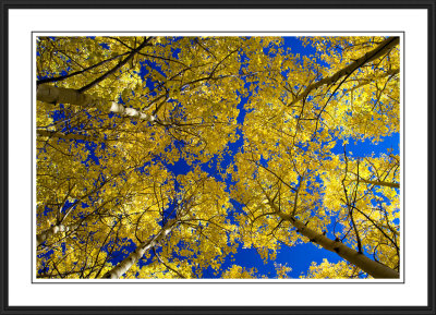 Autumn colors - Cedar Breaks