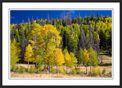 Autumn colors